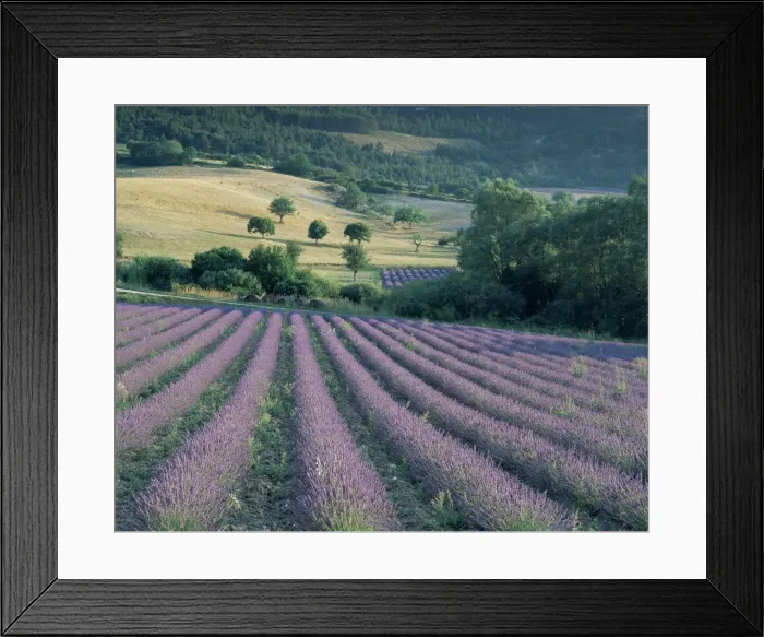 Framed Print : Lavender field near Ferrassieres, Drome, Rhone Alpes, France, Europe Framed Print : Lavender field near Ferrassieres, Drome, Rhone Alpes, France, Europe