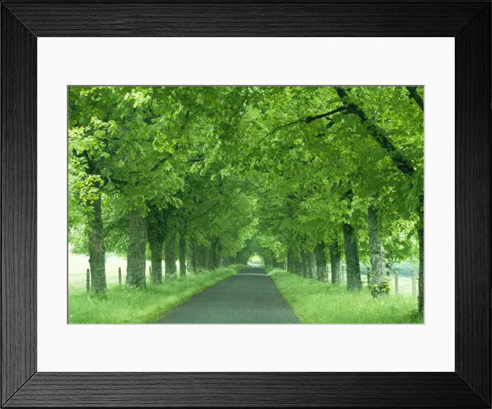 Framed Print : Trees line rural road near Orcival in the Auvergne, France Framed Print : Trees line rural road near Orcival in the Auvergne, France