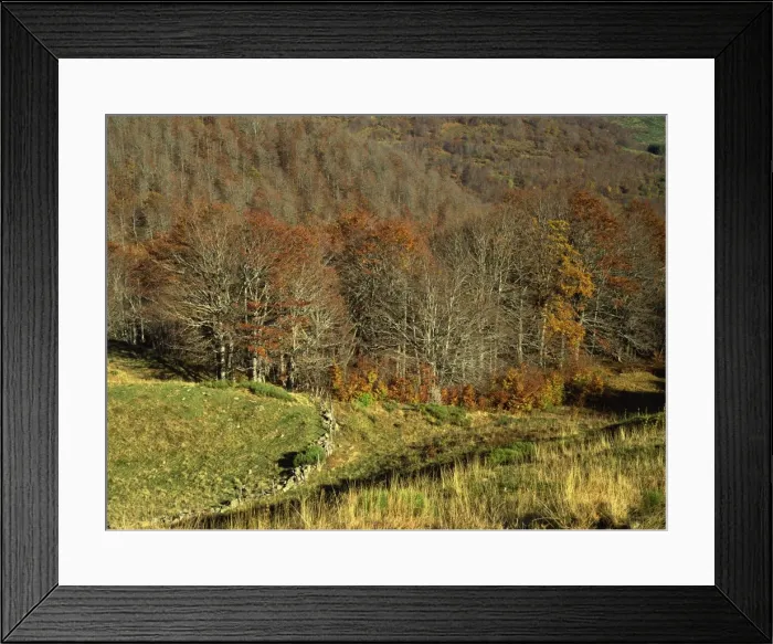 Framed Print : Landscape of woods in the autumn, near Salers, Cantal, in the Auvergne, France, Europe Framed Print : Landscape of woods in the autumn, near Salers, Cantal, in the Auvergne, France, Europe