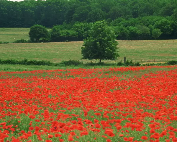 A field of red poppies in an agricultural landscape near Sancerre, Cher