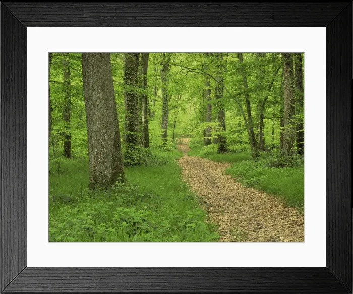 Framed Print : Forest of Chambord, Loir et Cher, Loire Centre, France, Europe Framed Print : Forest of Chambord, Loir et Cher, Loire Centre, France, Europe