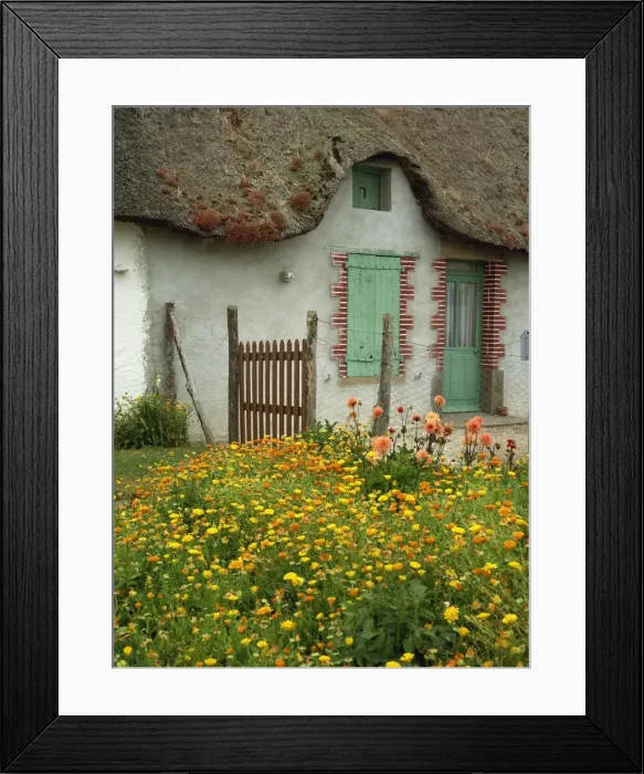 Framed Print : Marigolds and dahlias in the garden of a thatched cottage in La Grande Briere Framed Print : Marigolds and dahlias in the garden of a thatched cottage in La Grande Briere