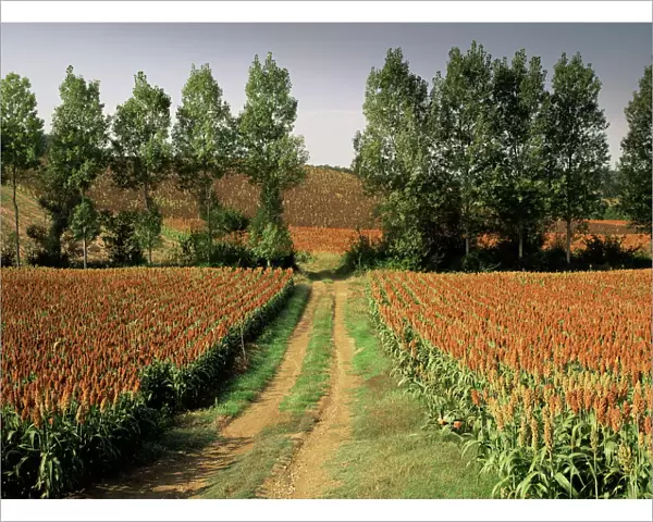 Millet field near Condom, Gascony, Midi-Pyrenees, France, Europe