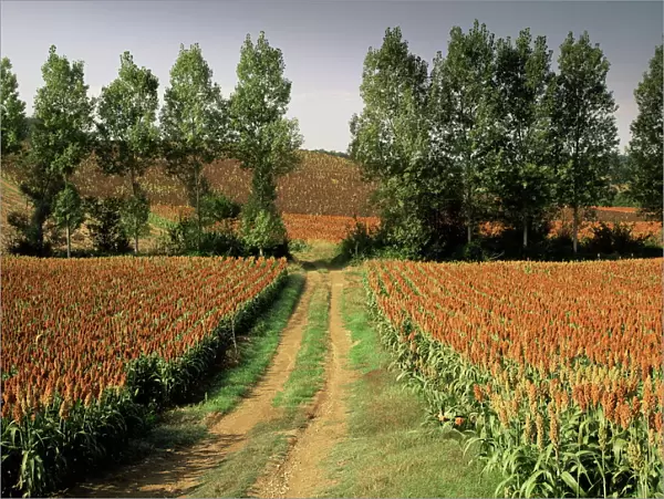 Millet field near Condom, Gascony, Midi-Pyrenees, France, Europe