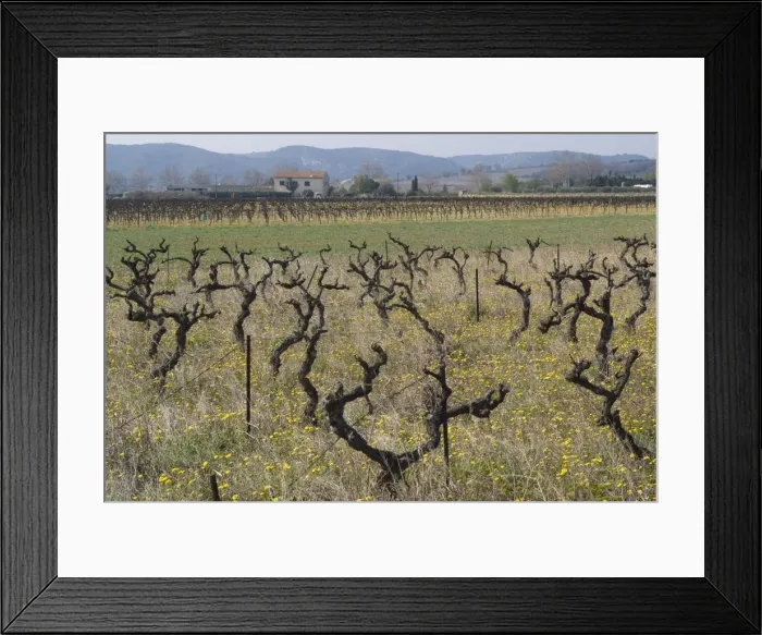 Framed Print : Grape vines, Vers, Languedoc, France, Europe Framed Print : Grape vines, Vers, Languedoc, France, Europe