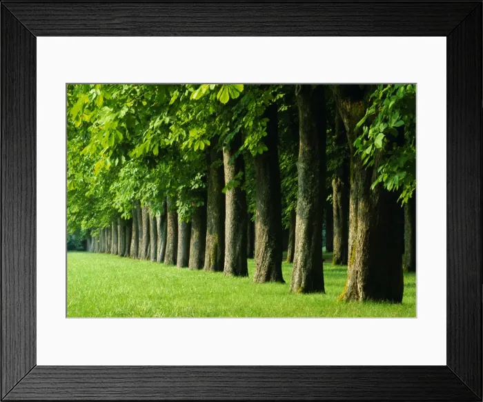 Framed Print : Line of trees, Touraine, Centre, France, Europe