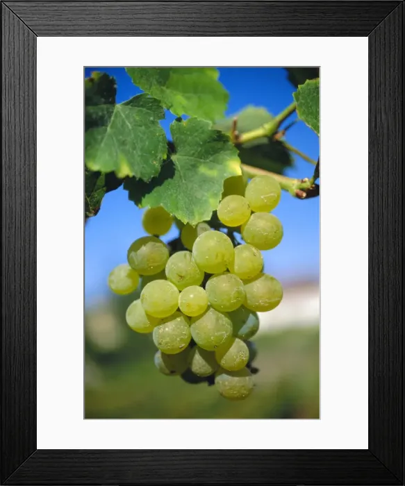 Framed Print : Bunch of grapes, Champagne, France Framed Print : Bunch of grapes, Champagne, France