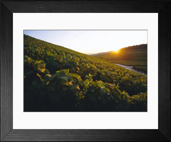Framed Print : Vineyards, Champagne, France Framed Print : Vineyards, Champagne, France