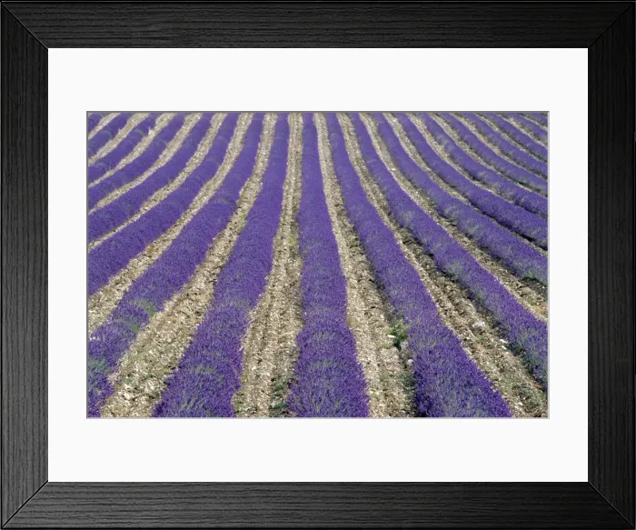 Framed Print : Lavender field, Sault, Vaucluse, Provence, France, Europe Framed Print : Lavender field, Sault, Vaucluse, Provence, France, Europe