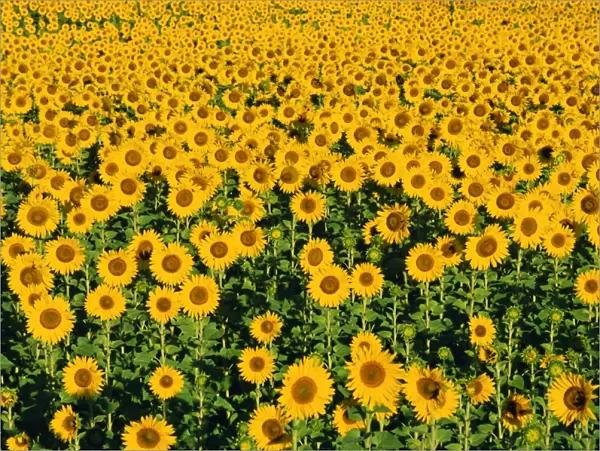 Field of sunflowers, Provence, Vaucluse, France