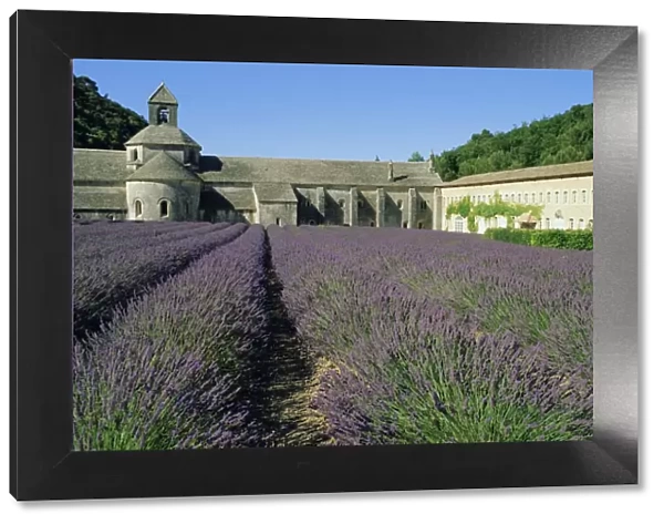 Rows of lavender at the Abbaye de Senanque, Vaucluse, Provence, France, Europe
