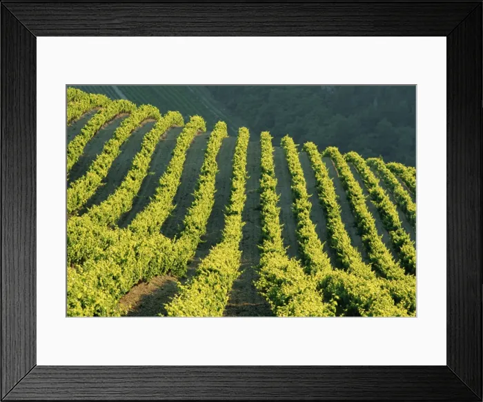 Framed Print : Vineyards, Vignobles de Gigandes, Vaucluse, Provence, France, Europe Framed Print : Vineyards, Vignobles de Gigandes, Vaucluse, Provence, France, Europe
