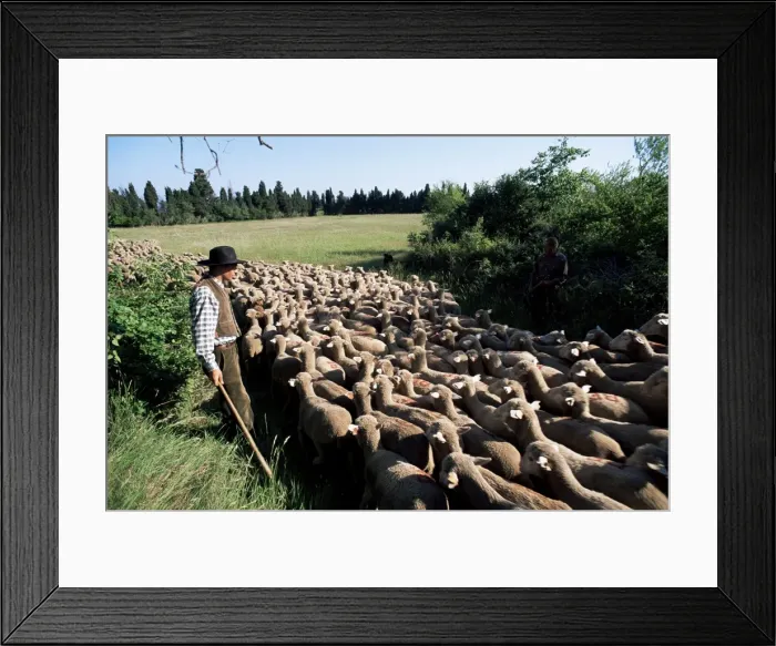 Framed Print : Transhumance, St. Remy, Bouches du Rhone, Provence, France, Europe Framed Print : Transhumance, St. Remy, Bouches du Rhone, Provence, France, Europe