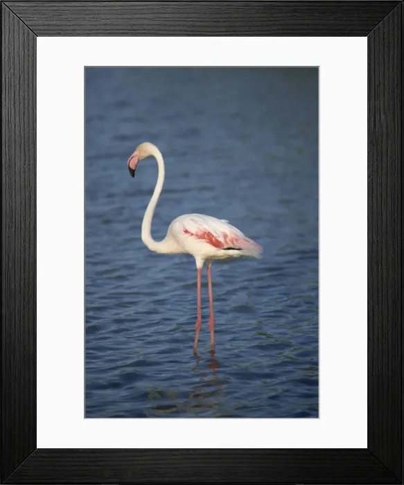 Framed Print : Close-up of a flamingo, side view, Bouches du Rhone, Provence, France, Mediterranean Framed Print : Close-up of a flamingo, side view, Bouches du Rhone, Provence, France, Mediterranean