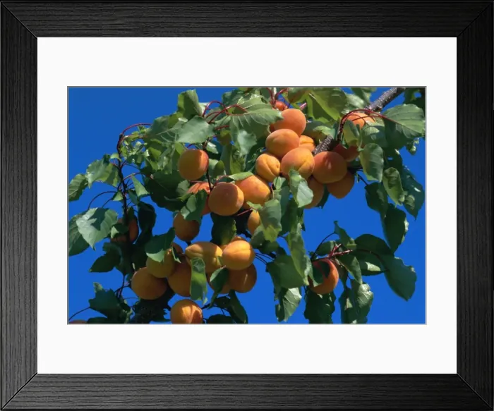 Framed Print : Apricots ripening on tree, Vaucluse, Provence, France, Europe Framed Print : Apricots ripening on tree, Vaucluse, Provence, France, Europe