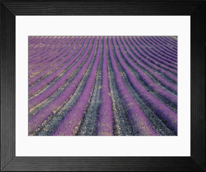 Framed Print : Fields of lavender, Sauli, Vaucluse, Provence, France, Europe Framed Print : Fields of lavender, Sauli, Vaucluse, Provence, France, Europe
