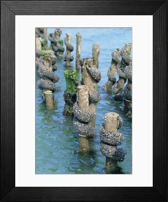 Framed Print : Mussel farming, south coast of the Ile de Noirmoutier, Island of Noirmoutier Framed Print : Mussel farming, south coast of the Ile de Noirmoutier, Island of Noirmoutier
