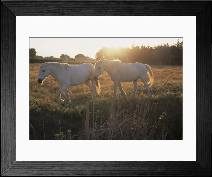 Framed Print : Camargue horses, La petite Camargue, in the region of Aigues-Mortes, Gard