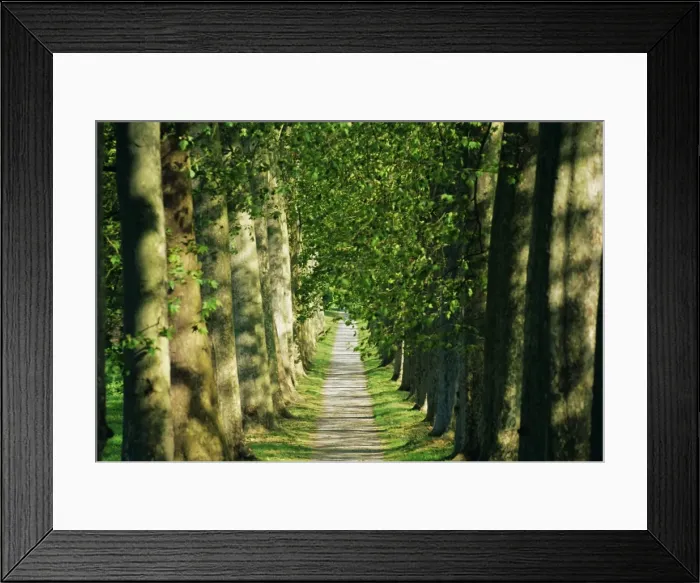 Framed Print : Avenue of plane trees, planted 1809, Canal du Midi, Seuil de Naurouze, Languedoc-Roussillon Framed Print : Avenue of plane trees, planted 1809, Canal du Midi, Seuil de Naurouze, Languedoc-Roussillon