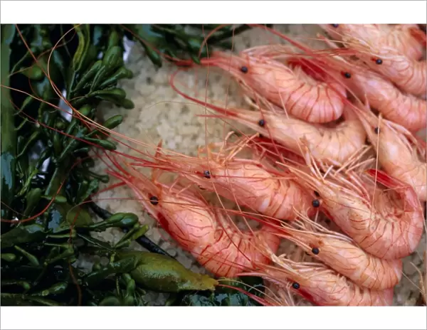 Crevettes (prawns), Le Bistrot de Bernard, Ars, Ile de Re, Charente Maritime