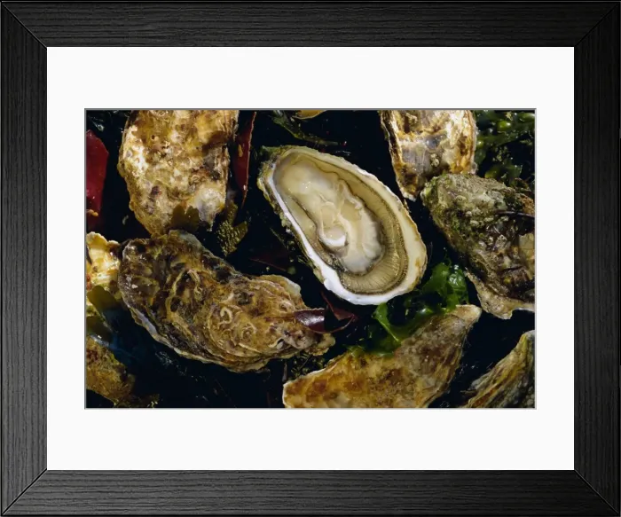 Framed Print : Huitres fines de claires (oysters), Ile de Re, Charente Maritime, France, Europe Framed Print : Huitres fines de claires (oysters), Ile de Re, Charente Maritime, France, Europe