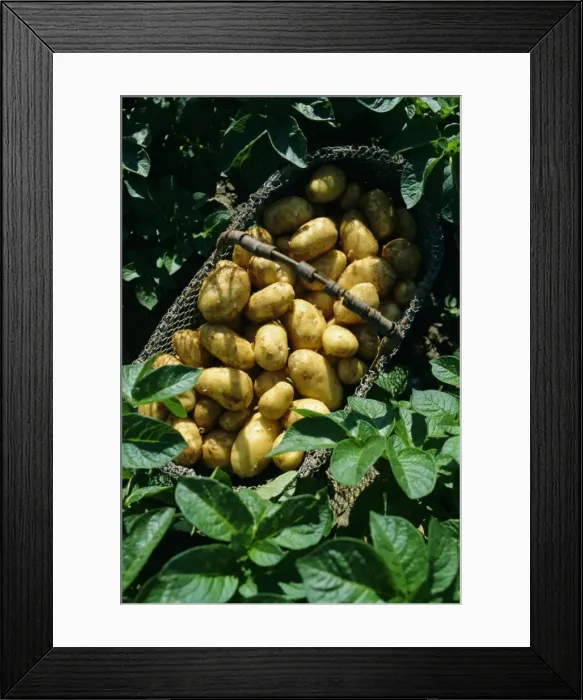 Framed Print : Potatoes in a wire basket, Saint Clement (St. Clement) Commune, Ile de Re