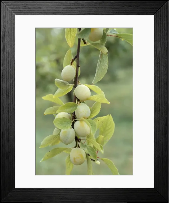 Framed Print : Mirabelle plum harvest, Hattonville region, Meuse, Lorraine, France, Europe Framed Print : Mirabelle plum harvest, Hattonville region, Meuse, Lorraine, France, Europe