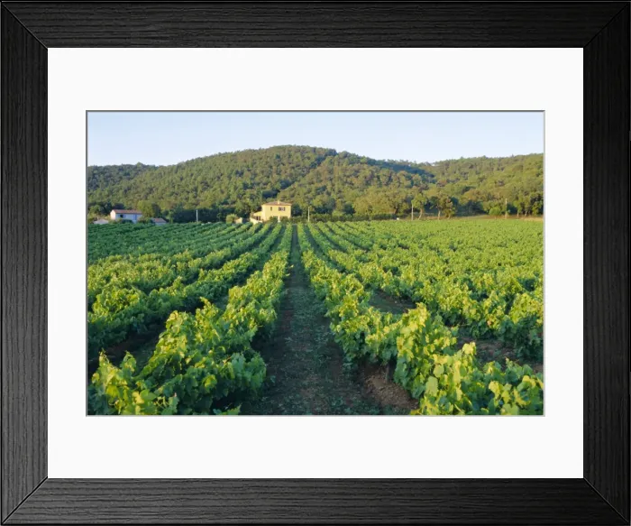 Framed Print : Vineyard, The Var, Cote d Azur, Provence, France Framed Print : Vineyard, The Var, Cote d Azur, Provence, France