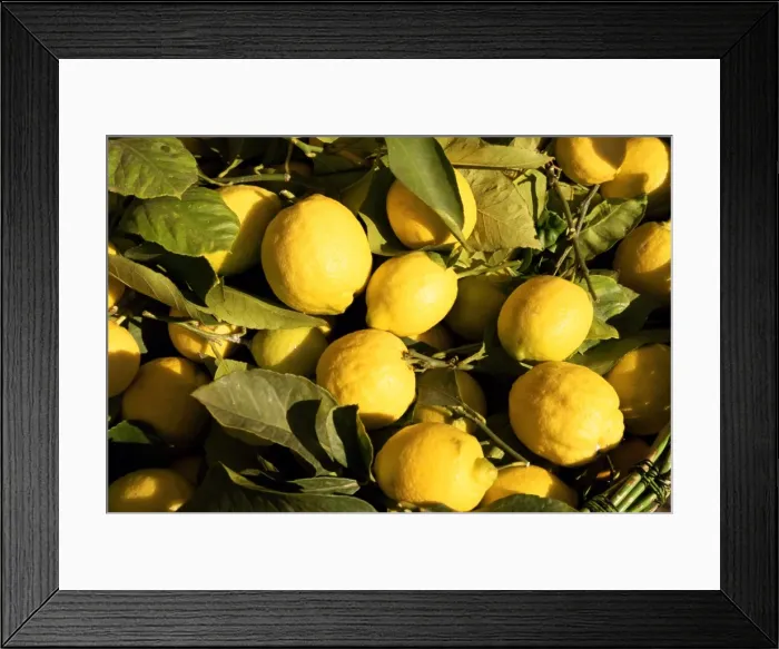 Framed Print : Close-up of lemons in the market, Menton, Provence, Cote d Azur, France, Europe Framed Print : Close-up of lemons in the market, Menton, Provence, Cote d Azur, France, Europe