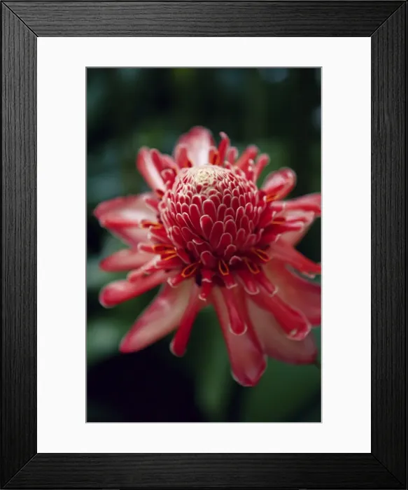 Framed Print : Torch ginger flower, Balata Botanical Gardens near Fort de France, Martinique Framed Print : Torch ginger flower, Balata Botanical Gardens near Fort de France, Martinique