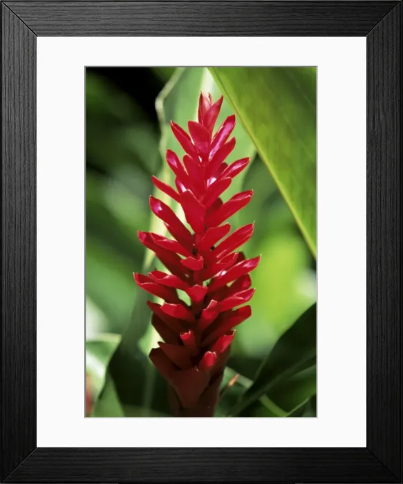 Framed Print : Reine de malaise flower at the Balata Botanical Gardens, near Fort de France Framed Print : Reine de malaise flower at the Balata Botanical Gardens, near Fort de France