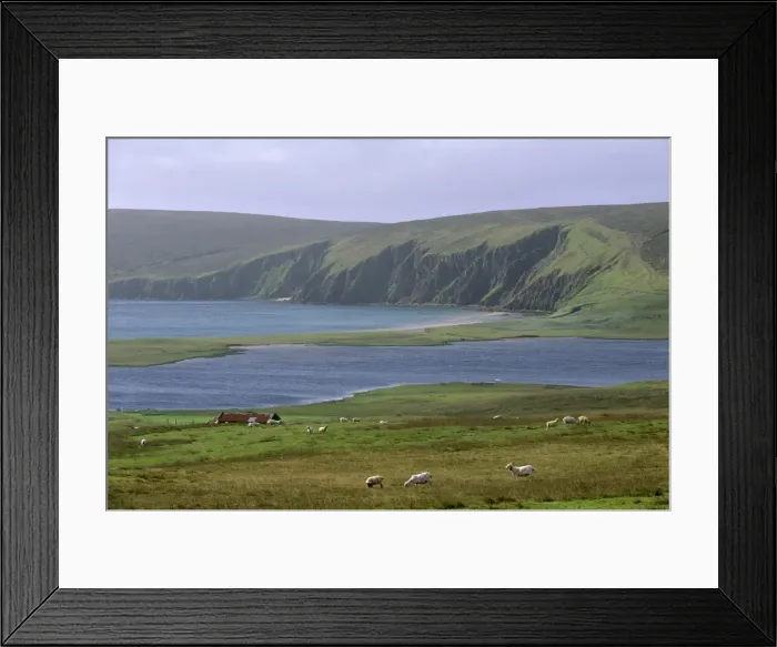 Framed Print : Papil Water and Tresta Wick, fields and sheep, Lamb Hoga in the distance Framed Print : Papil Water and Tresta Wick, fields and sheep, Lamb Hoga in the distance