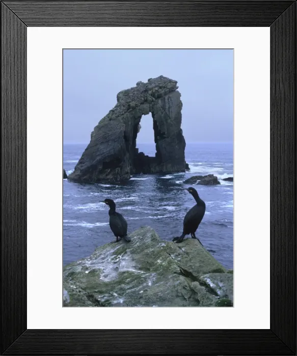 Framed Print : Shags and Gaada Stack, a natural arch 45 m high, old red sandstone, Foula Framed Print : Shags and Gaada Stack, a natural arch 45 m high, old red sandstone, Foula