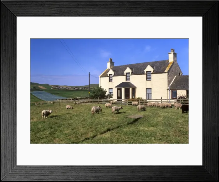 Framed Print : House and sheep, Ringasta, South Mainland, Shetland Islands, Scotland, United Kingdom Framed Print : House and sheep, Ringasta, South Mainland, Shetland Islands, Scotland, United Kingdom