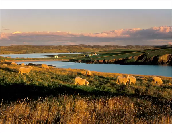 Sheep near Hillswick, Eshaness, Northmavine, Shetland Islands, Scotland
