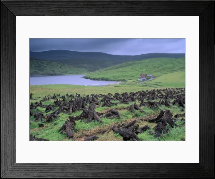 Framed Print : Peat drying, near Swinister, with Ronas Voe on left, Northmavine, Shetland Islands Framed Print : Peat drying, near Swinister, with Ronas Voe on left, Northmavine, Shetland Islands