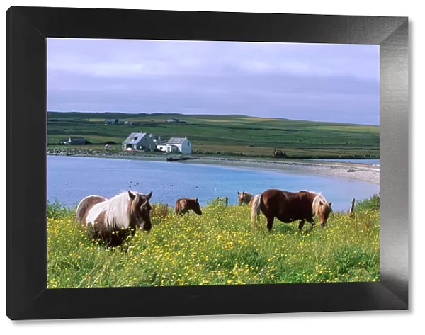 Shetland ponies, Unst, Shetland Islands, Scotland, United Kingdom, Europe