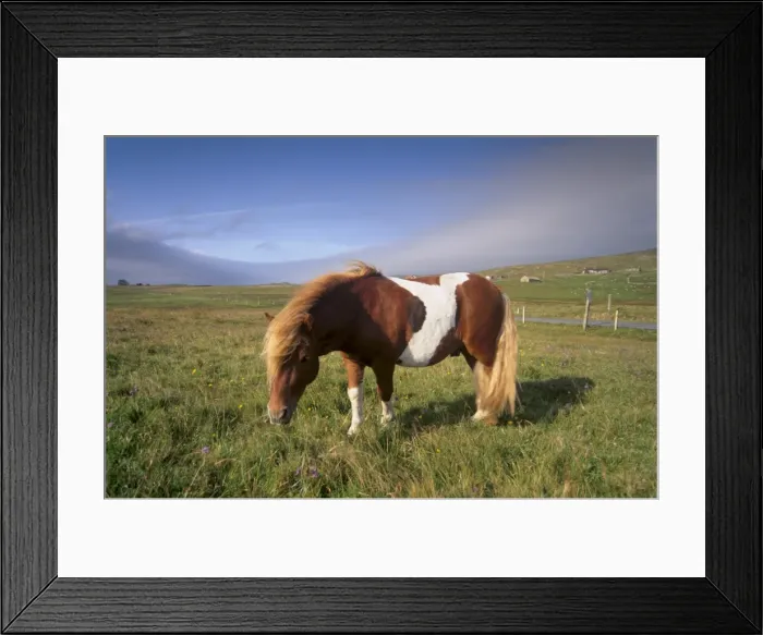 Framed Print : Shetland pony, Unst, Shetland Islands, Scotland, United Kingdom, Europe