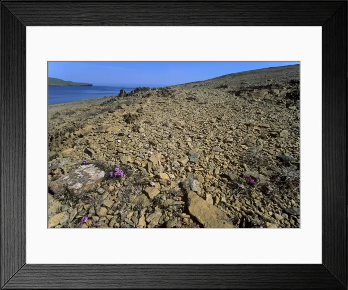 Framed Print : Keen of Hamar National Nature Reserve, an important botanical reserve where the soil contains toxic metals, Unst, Shetland Islands, Scotland, United Framed Print : Keen of Hamar National Nature Reserve, an important botanical reserve where the soil contains toxic metals, Unst, Shetland Islands, Scotland, United