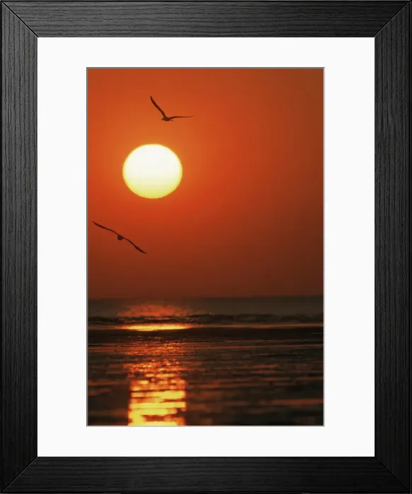 Framed Print : Wading birds at sunset, Vendee, Poitou, France, Europe Framed Print : Wading birds at sunset, Vendee, Poitou, France, Europe