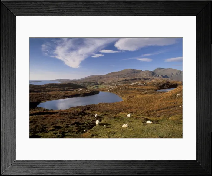 Framed Print : Sheep on rocky outcrops of Forest of Harris, North Harris, Outer Hebrides Framed Print : Sheep on rocky outcrops of Forest of Harris, North Harris, Outer Hebrides