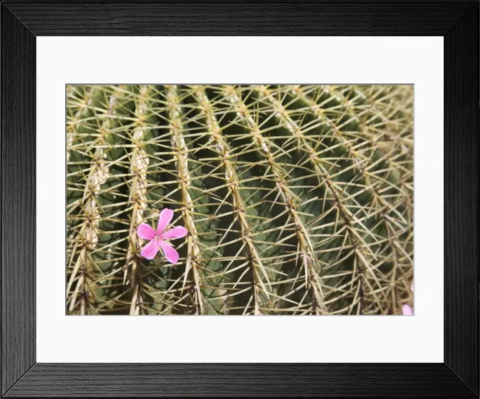 Framed Print : The tropical garden (Jardin Exotique), Eze, Provence, Cote d Azur, French Riviera Framed Print : The tropical garden (Jardin Exotique), Eze, Provence, Cote d Azur, French Riviera