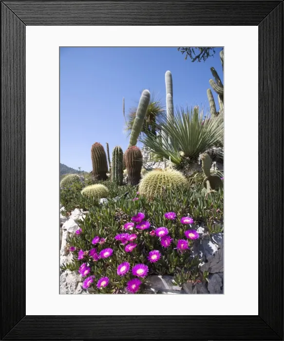 Framed Print : The tropical garden (Jardin Exotique), Eze, Alpes Maritimes, Provence, Cote d Azur Framed Print : The tropical garden (Jardin Exotique), Eze, Alpes Maritimes, Provence, Cote d Azur