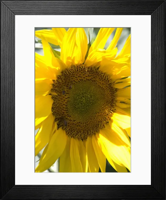 Framed Print : Field of sunflowers, Languedoc, France, Europe Framed Print : Field of sunflowers, Languedoc, France, Europe