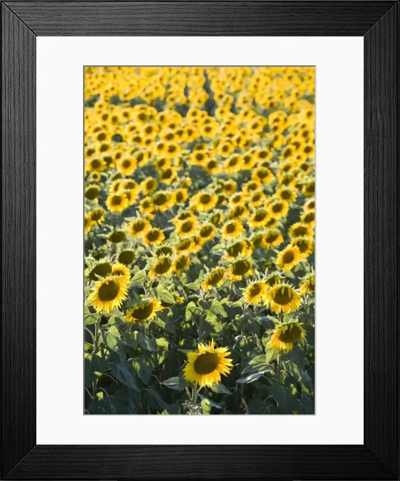 Framed Print : Field of sunflowers in full bloom, Languedoc, France, Europe Framed Print : Field of sunflowers in full bloom, Languedoc, France, Europe