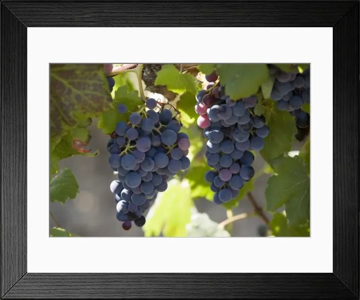 Framed Print : Grape vines, Languedoc, France, Europe Framed Print : Grape vines, Languedoc, France, Europe