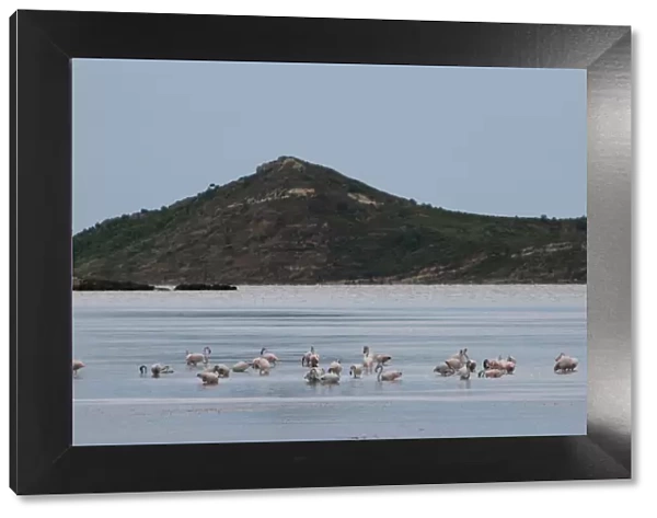 Flamingos, Etang, Peyriac-de-Mer, Aude, Languedoc-Roussillon, France, Europe
