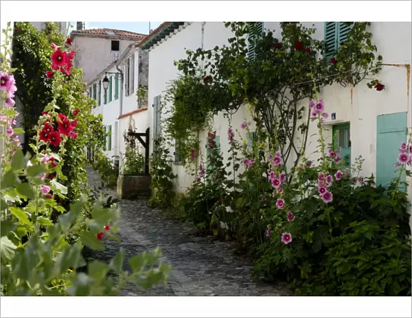 Hollyhocks lining a street with a well