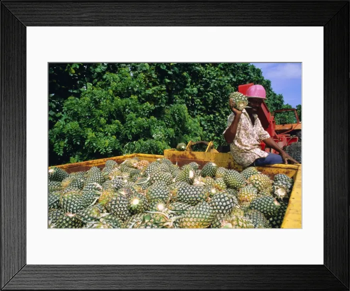 Framed Print : Harvested pineapples Framed Print : Harvested pineapples