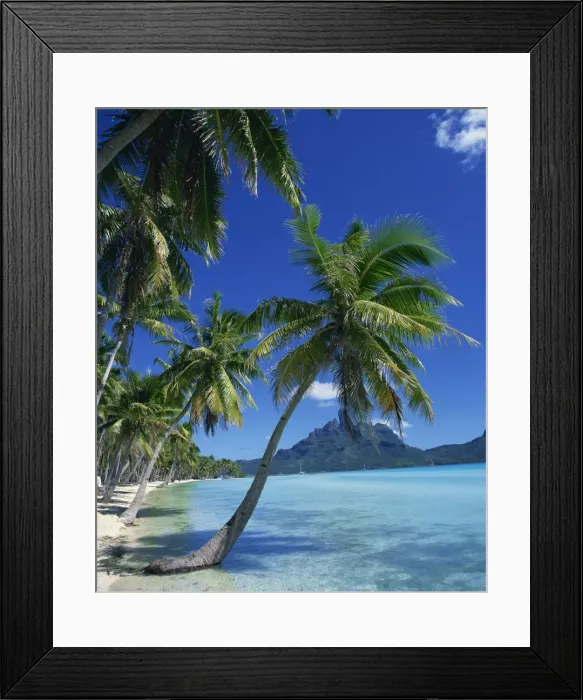 Framed Print : Palm trees fringe the tropical beach and sea on Bora Bora (Borabora) Framed Print : Palm trees fringe the tropical beach and sea on Bora Bora (Borabora)